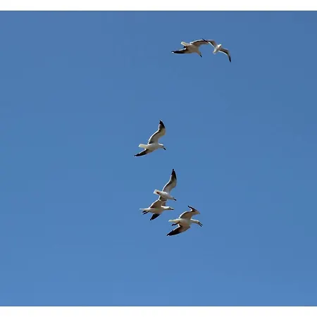 Flats Lago 19 마치코